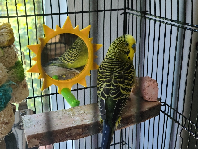 budgies/parakeet plus cage +++