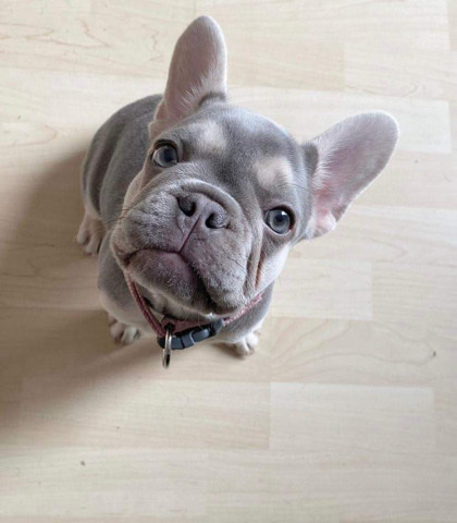 French Bulldog – sell