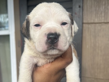 American Pit Bull Terrier – American pitbull terrier puppies – Allendale