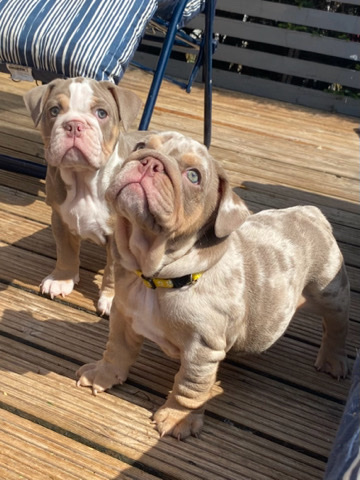 Bulldog – British Bulldog Puppies