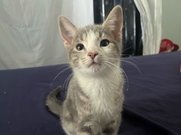 Bengal – kittens half white, gray tabby half bengal – Brampton