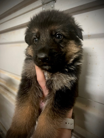 German Shepherd – German Shepherd puppy