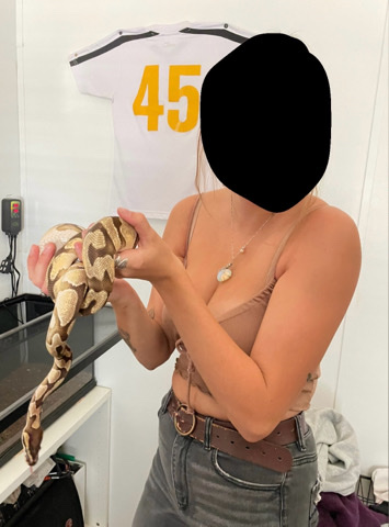 Ball Python Snake