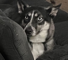 Siberian Husky – Siberian Husky