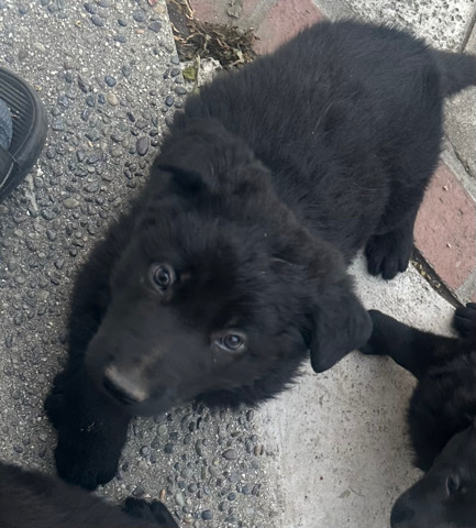 German Shepherd – Black German Shepherd