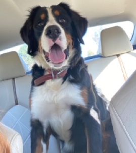 Bernese Mountain Dog – Bernese mountain dog