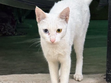 cat with different eyes