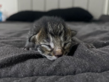 Russian White, Black and Tabby – kittens needing a loving home – Mesquite
