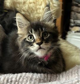 Maine Coon – Maine **** kittens