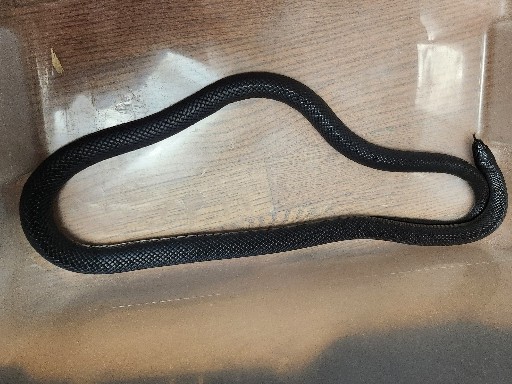 Mexican Black King Snake up for Adoption