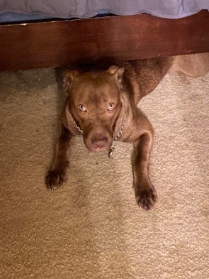American Pit Bull Terrier – nice brown