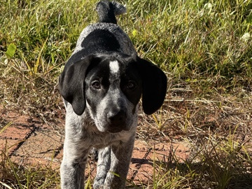 Labrador Retriever – Rehoming – Midway Park