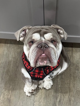 Bulldog – 2 Year old English Bulldog