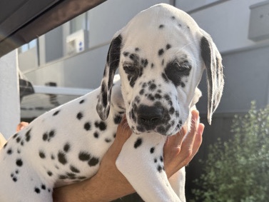 Dalmatian – Purebred Dalmatian 💚 Light Green Boy – Avondale Heights