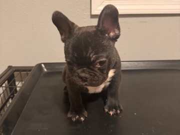 French Bulldog – 3month old frenchie puppy – Indianapolis