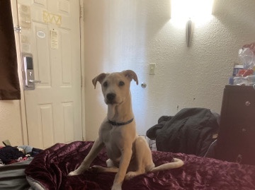 American Pit Bull Terrier – boo bear labrabull