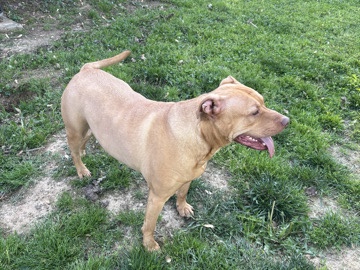 American Pit Bull Terrier – Friendly 4-Year-Old American Pit Bull Terrier in Cape Girardeau – Cape Girardeau