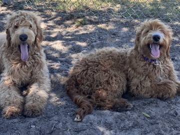golden doodle female – Tampa