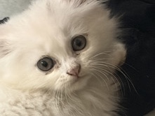 Persian (Modern) – Persian kitten – Hyderabad