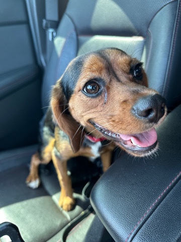 Beagle – Rehoming Sweet Pup