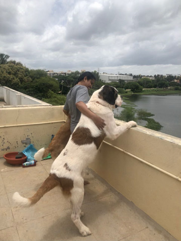 St. Bernard – St.Bernad pair for sale