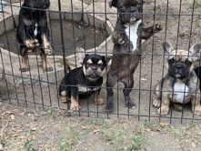 French Bulldog – frenchies – Industry