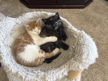 Kittens – Richfield