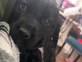 Labernese puppy – Austin