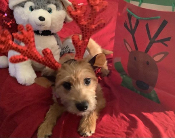 German Shepherd – coco