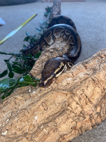 male royal python