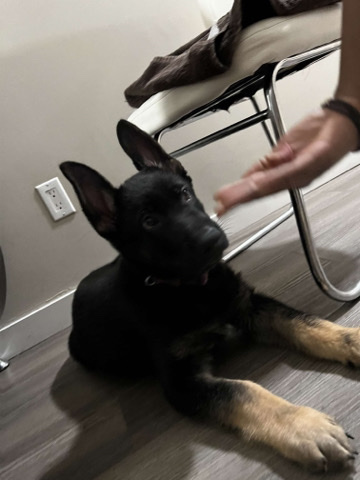 German Shepherd – pet for sale