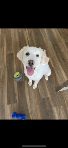 Great Pyrenees – Great Pyrenees Needs a New Home