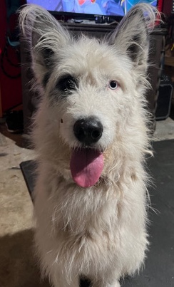 Stray needs a good Home!