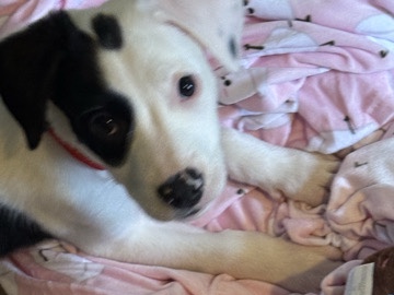 Mixed Breed – Puppy needs home! – Hutchins