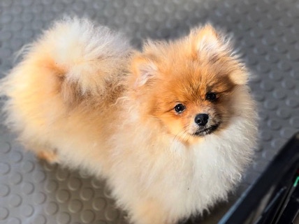 Pomeranian – Pomeranian spitz – Смела