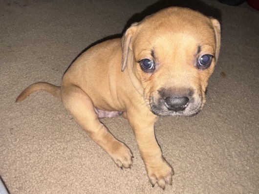 American Staffordshire Terrier – Adonis – Live Oak