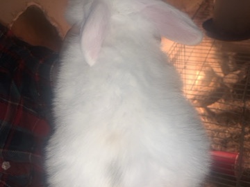 Giant Chinchilla – Holland Lop Buck – Mancelona