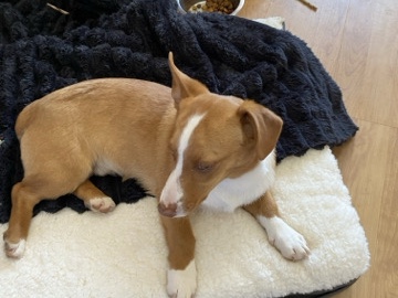 Pembine Welsh Corgi Fox Terrier mix