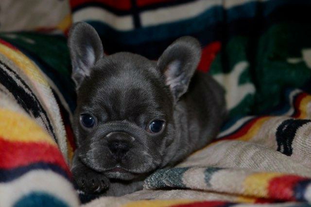 French Bulldog – Lilac trindle french bulldog