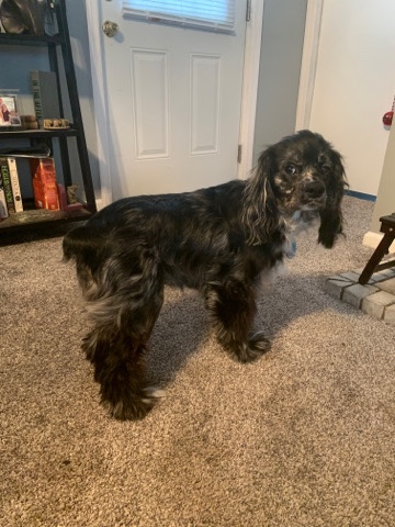 American Cocker Spaniel – Rehome purebred male cocker spaniel- not fixed