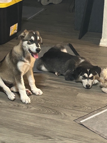 Siberian Husky – Siberian huskies (puppies)