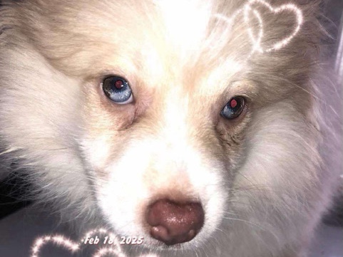 Pomeranian – Blue Green Eyes Lavender Merle ThrowbackPomeranian – Columbus