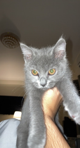 British Shorthair – athena
