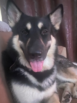 German Shepherd – Archy, (free) German Shepard/Husky Mix