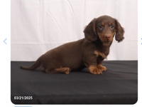 Dachshund – Wiener Dog – East Canton