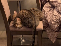 Two bonded 1-Year-Old Cats Available for Adoption in Brownsville – Brownsville