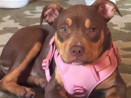 American Bulldog – Rottweiler x American bully – Lichfield