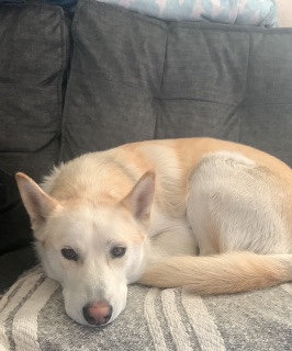 German Shepherd – need to rehome