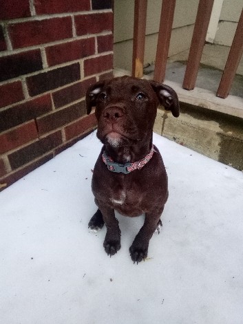 Labrador Retriever – zoey sweet dog