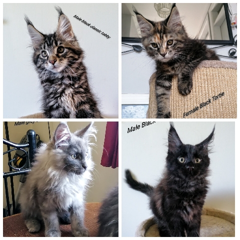 Maine Coon – registered Maine **** kittens
